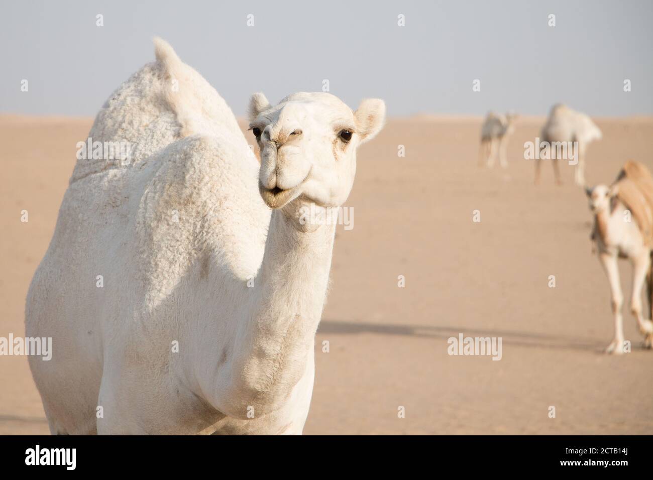 Cammello bianco amichevole vagando liberamente nel deserto del Kuwait guidato dal suo shepard beduino e più cammelli sullo sfondo. Foto Stock