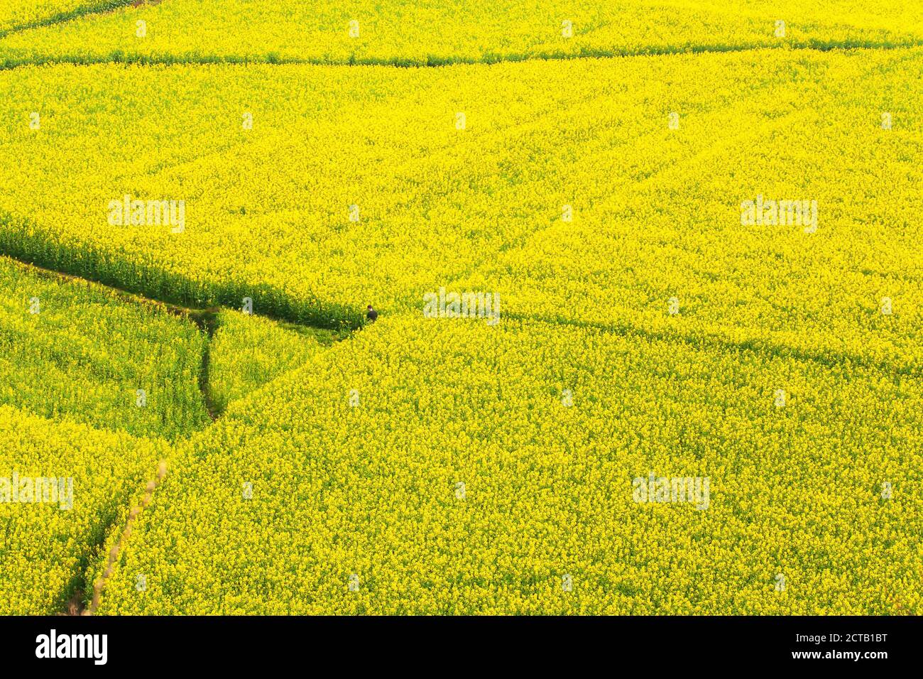 Vista aerea dei campi di fiori di senape gialli in piena fioritura, scena rurale a Yunnan, Cina. Foto Stock