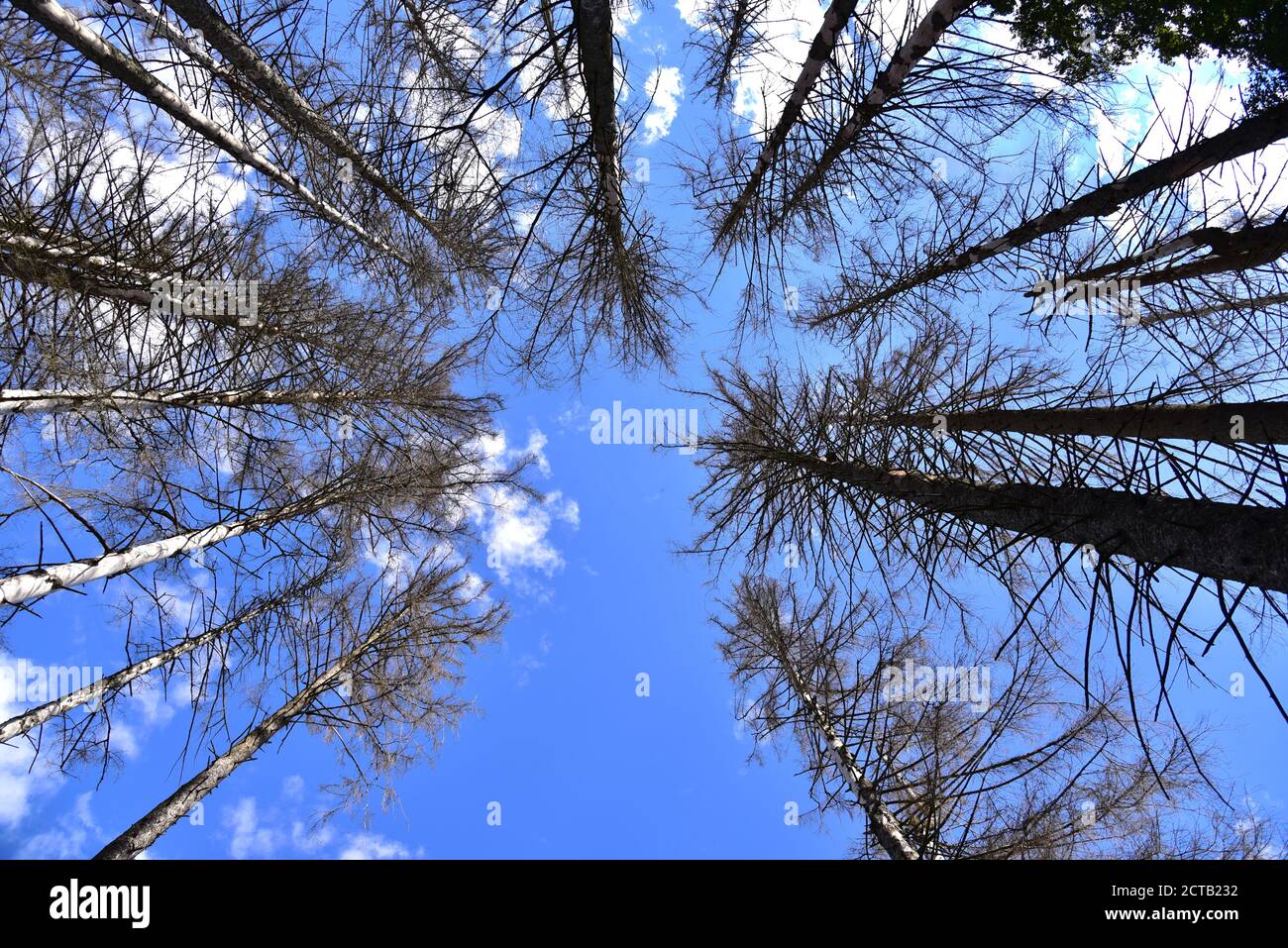 Alberi di abete rosso morti in una foresta di montagna vicino a Missen, Westallgäu, Swabia, Baviera, Germania, Europa Foto Stock