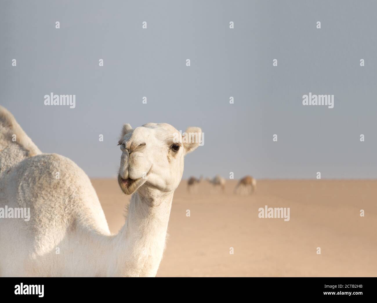 Cammello bianco amichevole vagando liberamente nel deserto del Kuwait guidato dal suo shepard beduino e più cammelli sullo sfondo. Foto Stock