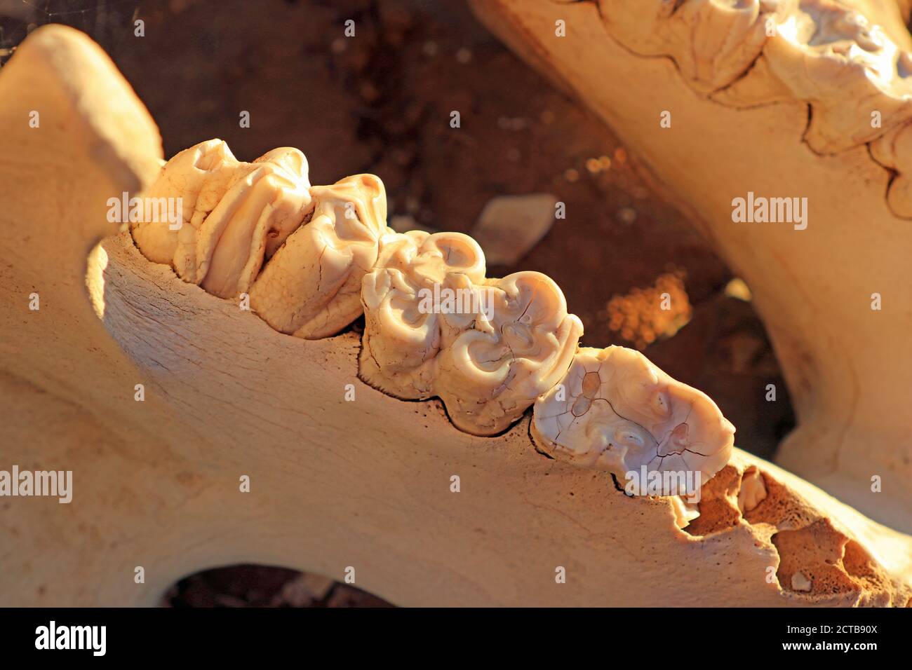 Ippopotamo (ippopotamo anfibio) mascella da vicino Foto Stock