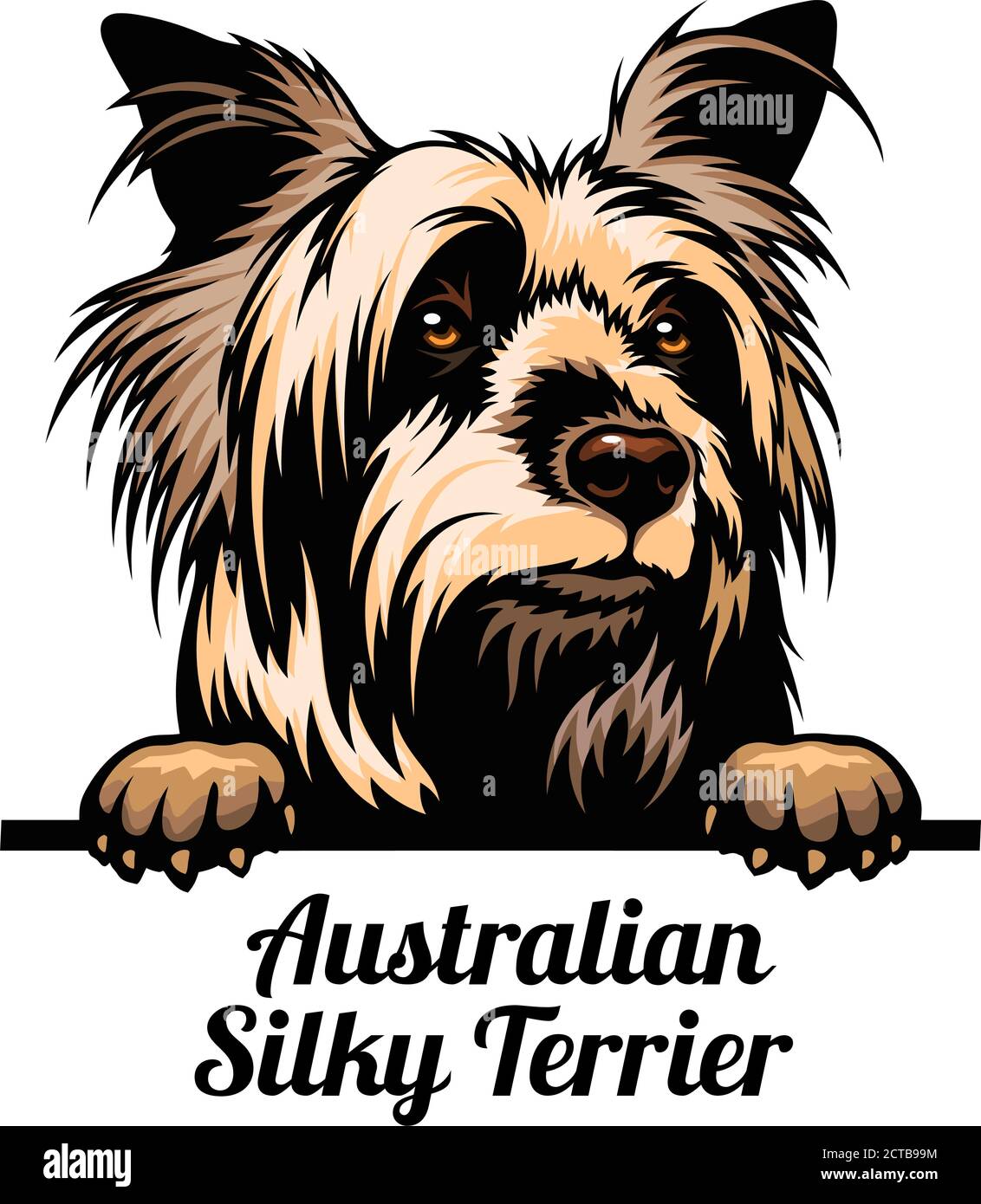 Cane da peeking - Australian Silky Terrier - razza di cane. Immagine a colori di una testa di cani isolata su uno sfondo bianco Illustrazione Vettoriale