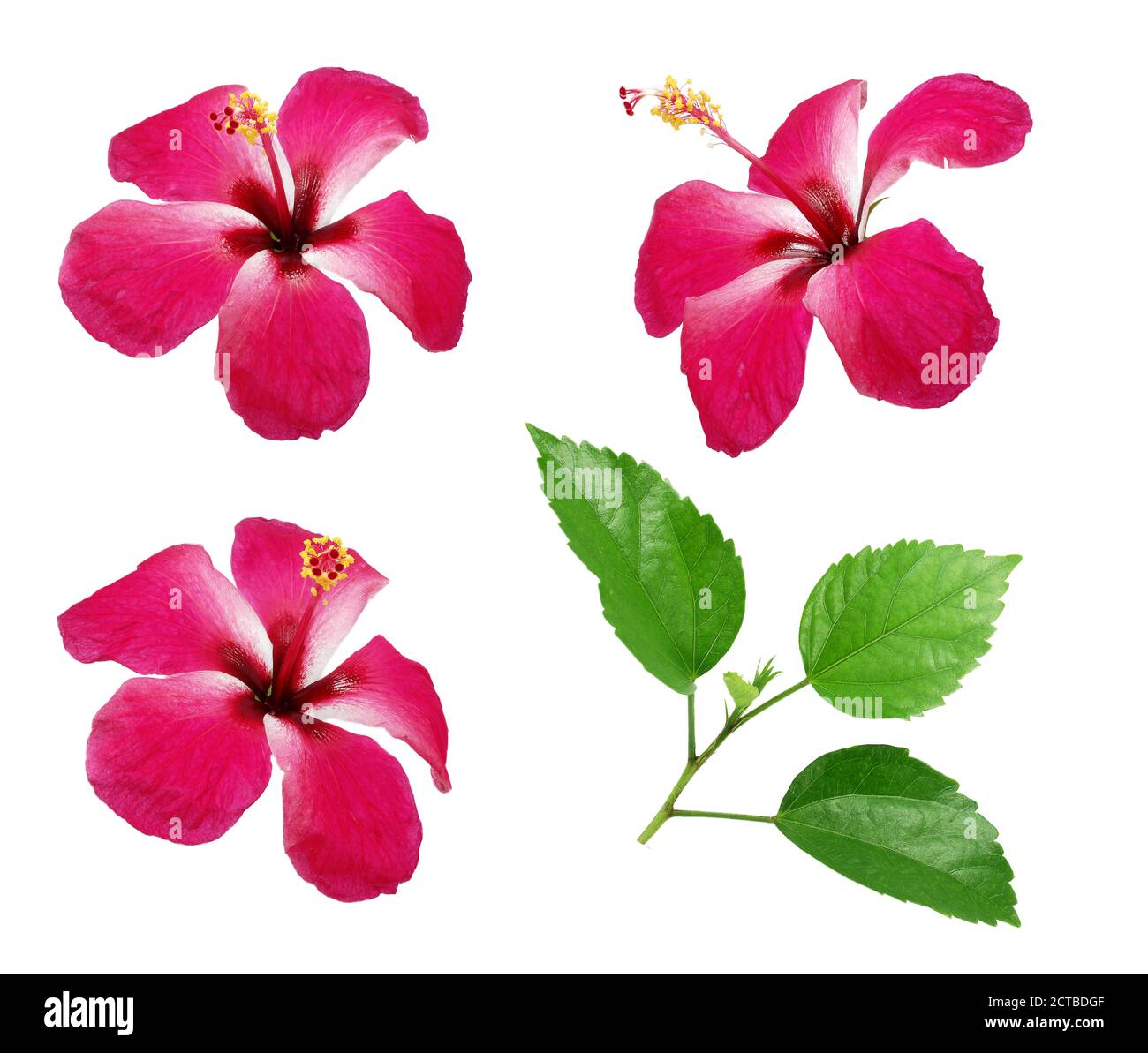 Hibiscus cinese rosso, rosa cinese, fiore hibiscus hawaiano Foto Stock