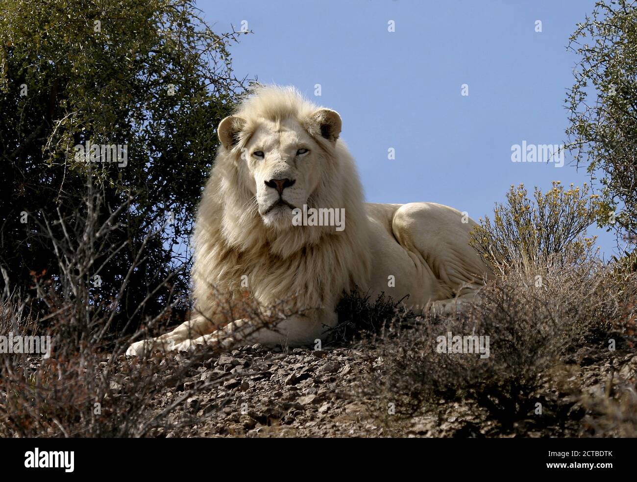 Leone bianco maschio (Panthera leo) Sudafrica Foto Stock