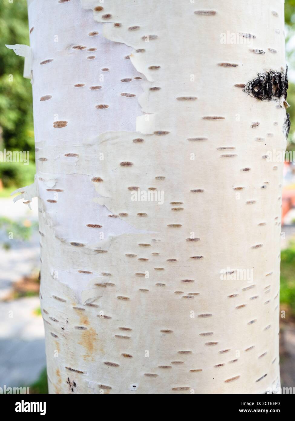 tronco bianco naturale di betulla bianca europea in autunno Giornata nella città di Mosca Foto Stock