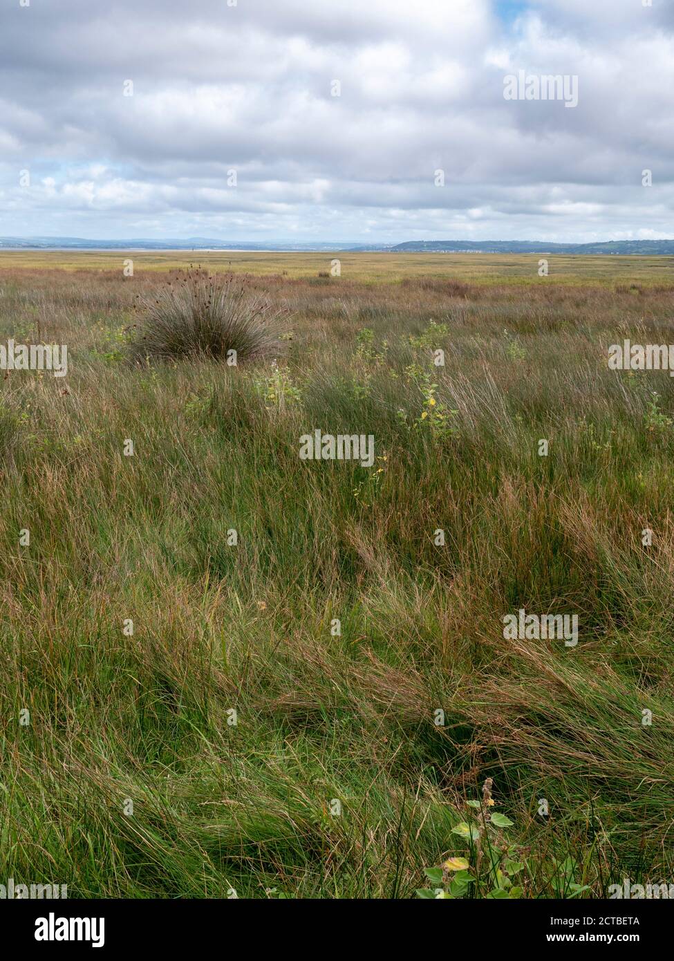 Alberi nel paesaggio vicino a LLanmadoc nel Whiteford National Riserva naturale Gower Peninsula Galles Regno Unito Foto Stock