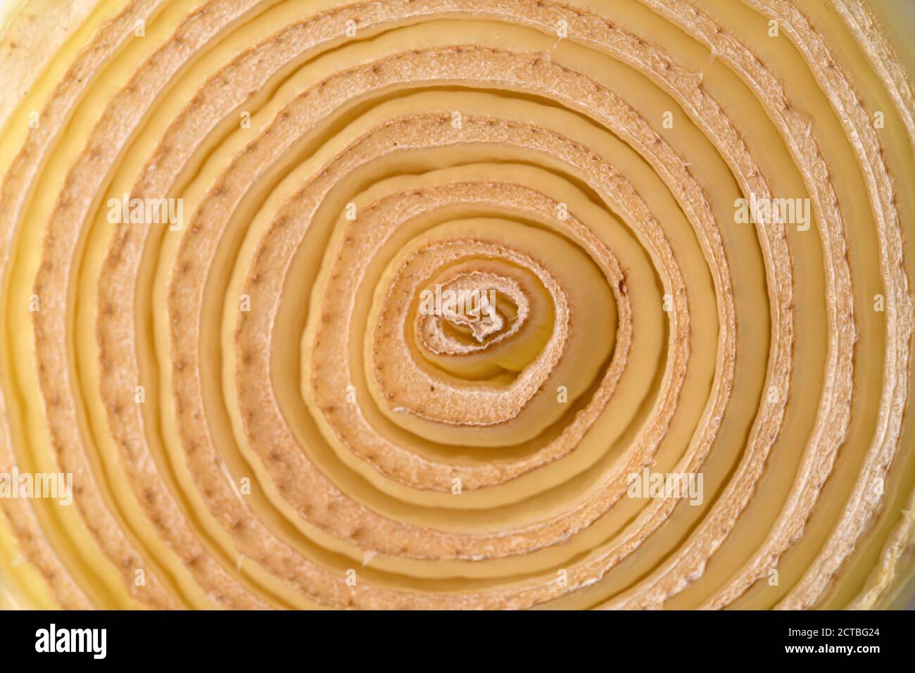 sezione trasversale espansa di cipolla essiccata. Foto Stock