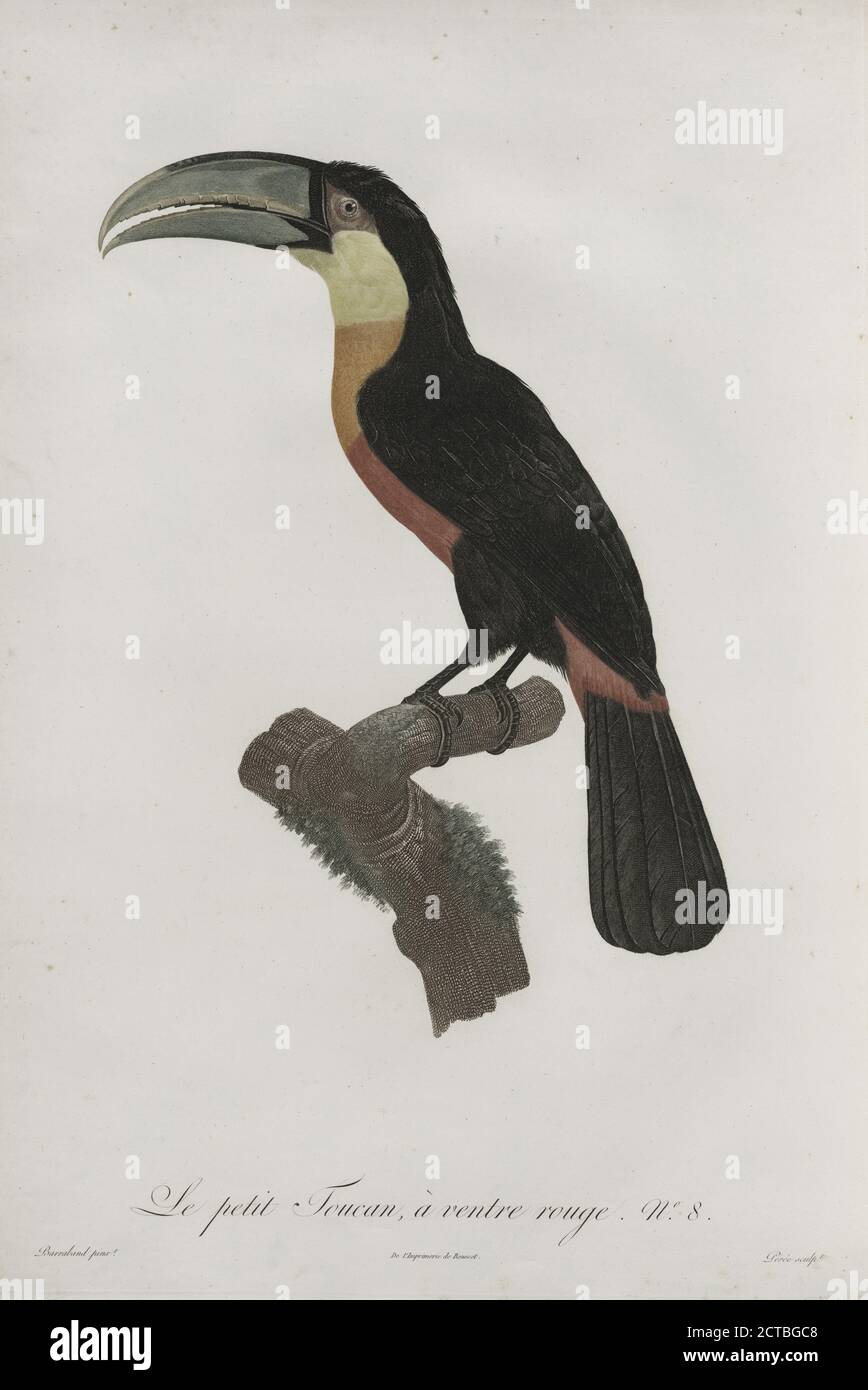 Le petit Toucan à ventre rouge., immagine, stampe, 1806, le Vaillant, François, 1753-1824, Barraband, Jacques, 1767?-1809 Foto Stock