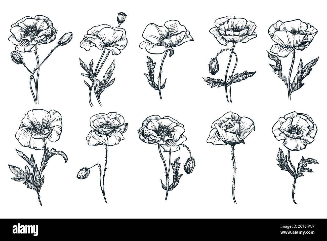 Poppy Bella fioritura insieme di fiori, isolato su sfondo bianco. Illustrazione dello schizzo disegnata a mano dal vettore. Primavera o estate piante e natura floreale d Illustrazione Vettoriale