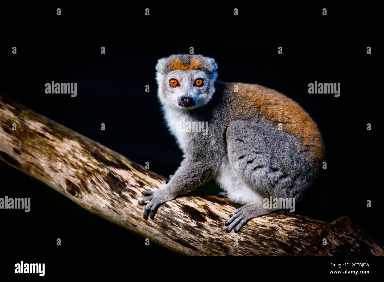 Edimburgo, Regno Unito. LUN 21 Settembre 2020. Il lemur incoronato (Eulemur coronatus) allo Zoo di Edimburgo, Scozia. Foto Stock