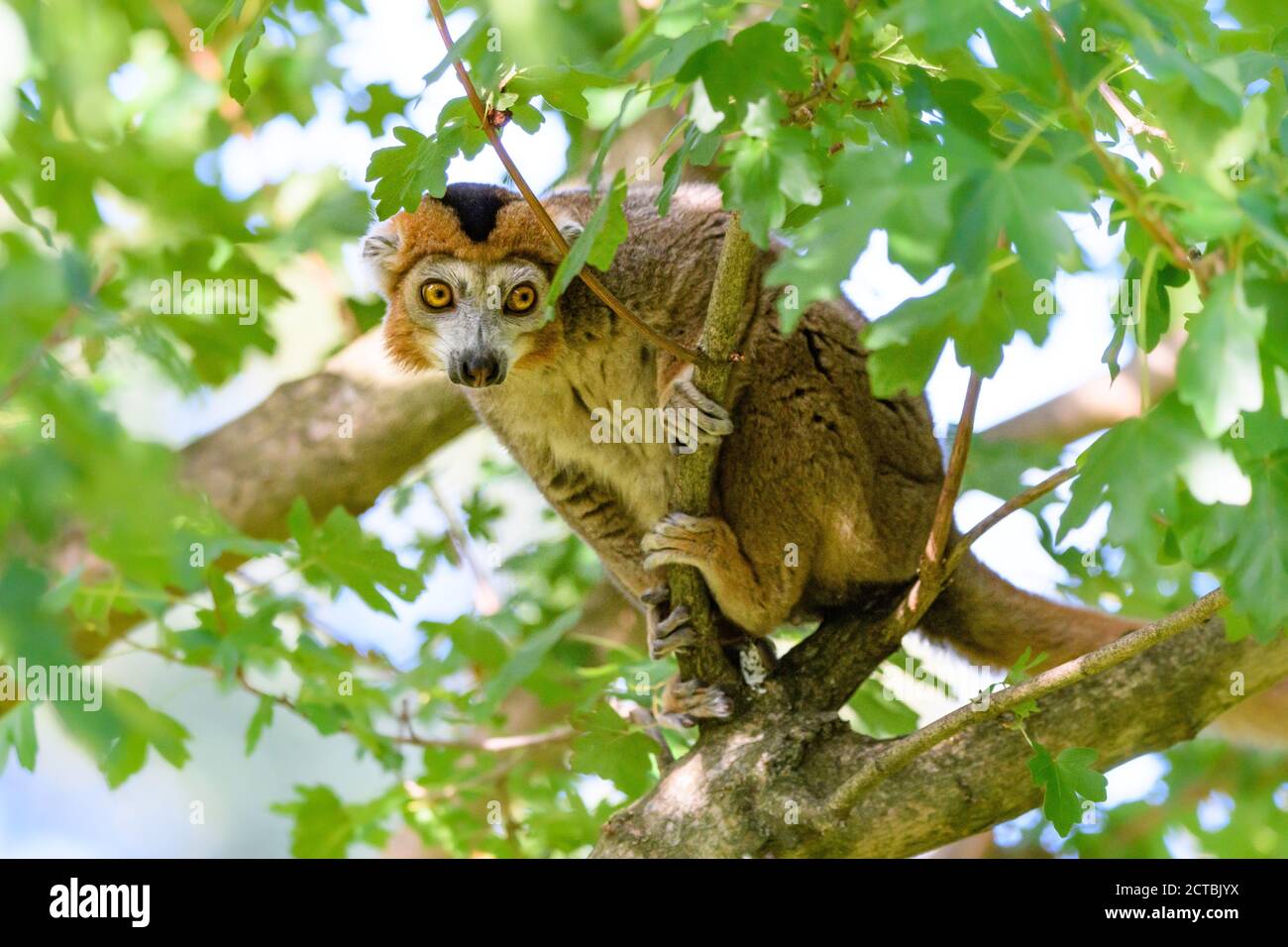 Edimburgo, Regno Unito. LUN 21 Settembre 2020. Il lemur incoronato (Eulemur coronatus) allo Zoo di Edimburgo, Scozia. Foto Stock