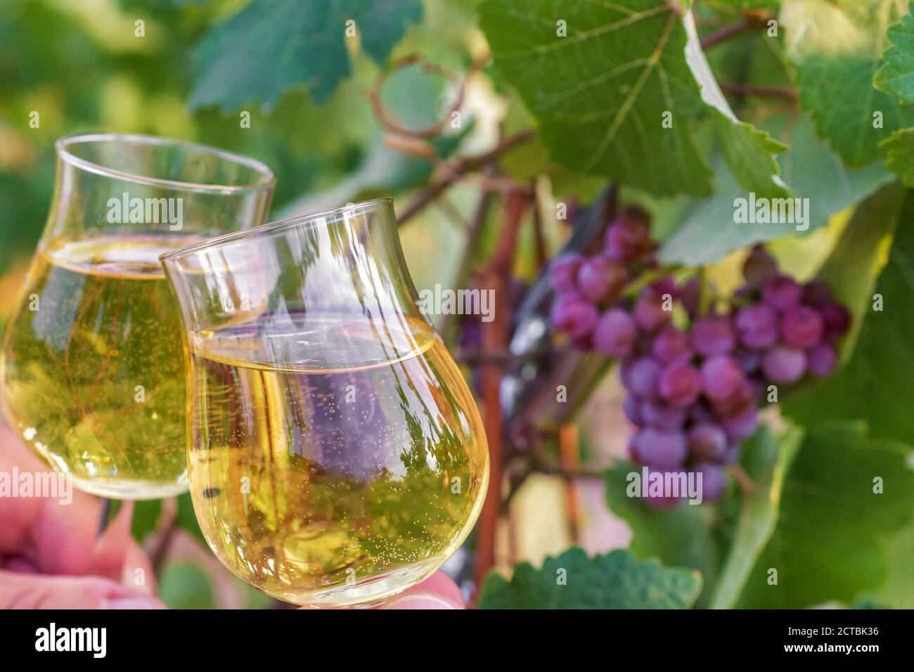 Vino bianco in bicchieri di vino davanti ad una vite Foto Stock