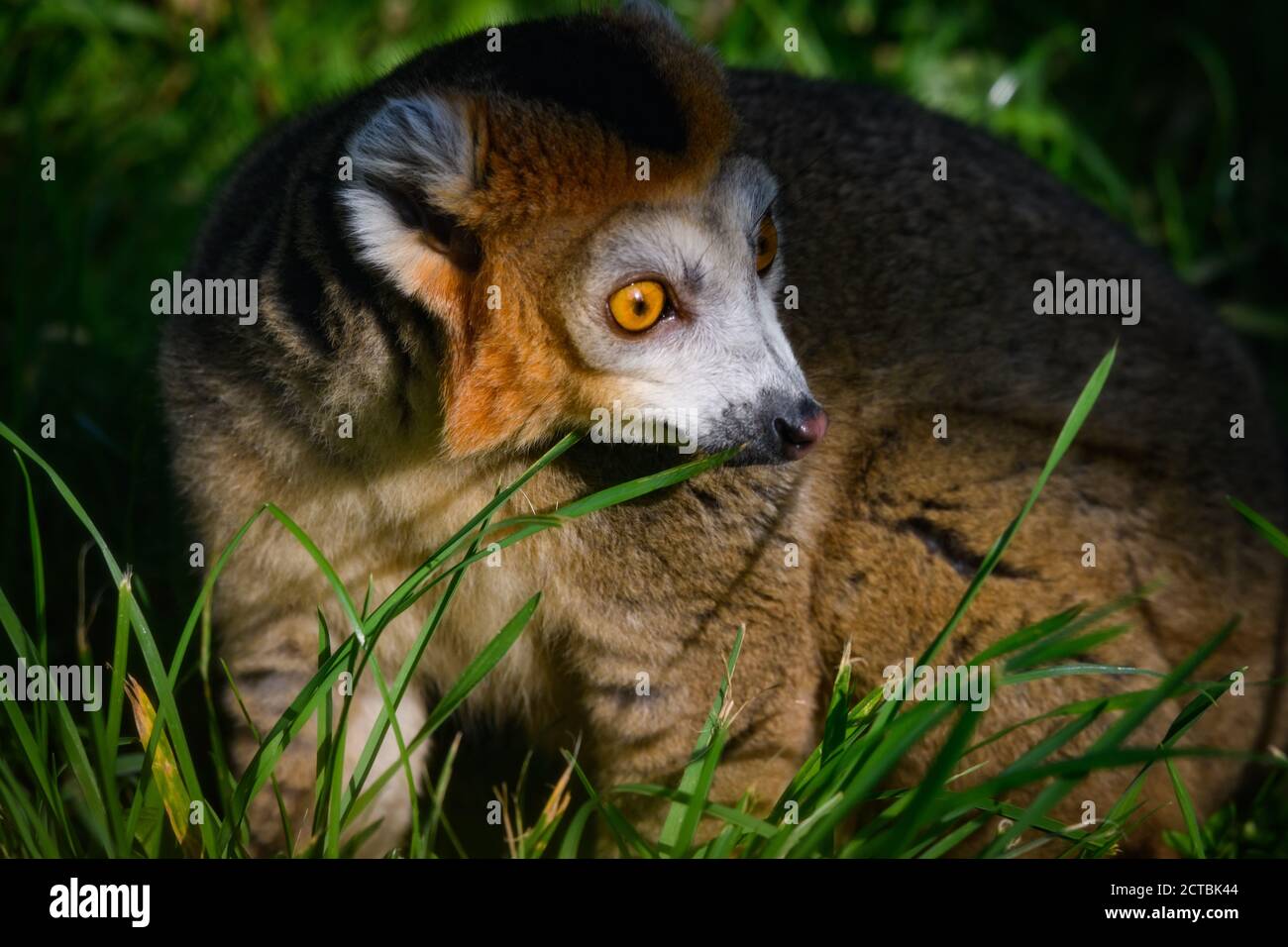 Edimburgo, Regno Unito. LUN 21 Settembre 2020. Il lemur incoronato (Eulemur coronatus) allo Zoo di Edimburgo, Scozia. Foto Stock