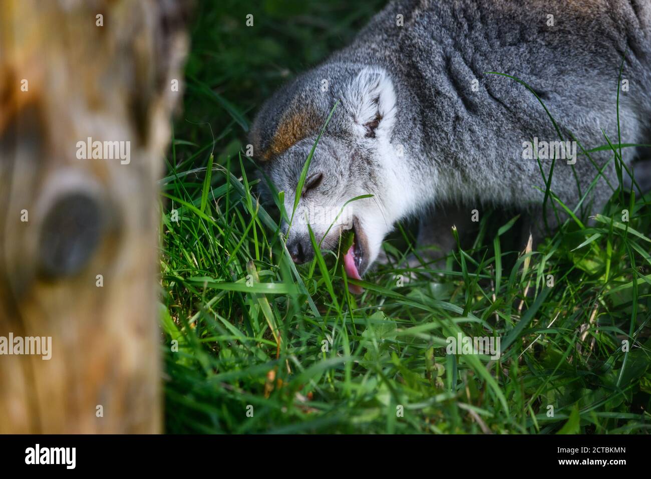 Edimburgo, Regno Unito. LUN 21 Settembre 2020. Il lemur incoronato (Eulemur coronatus) allo Zoo di Edimburgo, Scozia. Foto Stock