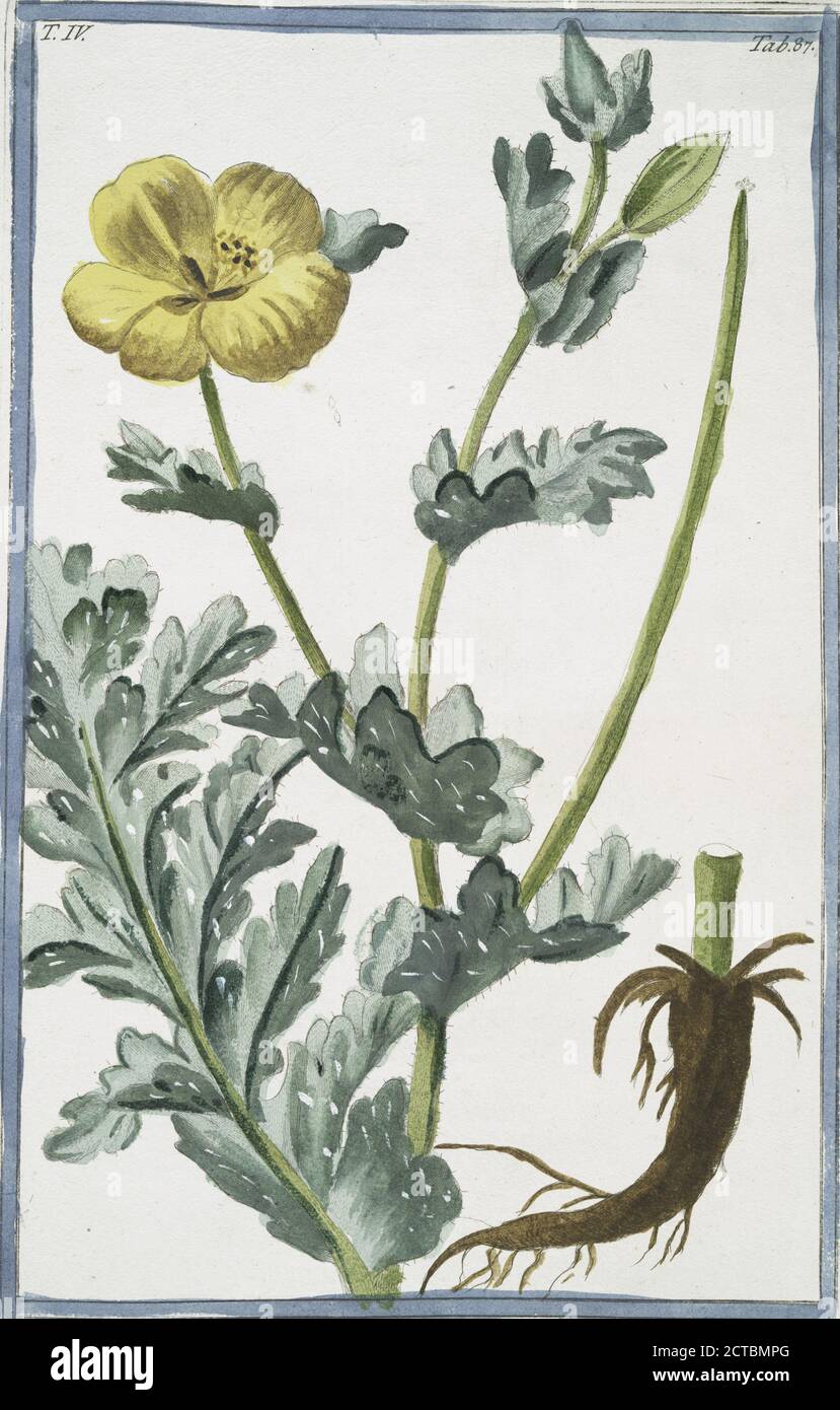Glaucium , flore luteo = Papaver corniculatium, luteum = Papavero cornuto. Fiore di papavero cornato giallo, immagine fissa, 1772 - 1793, Bonelli, Giorgio (b. 1724), Martelli, Niccoló (1735-1829 Foto Stock