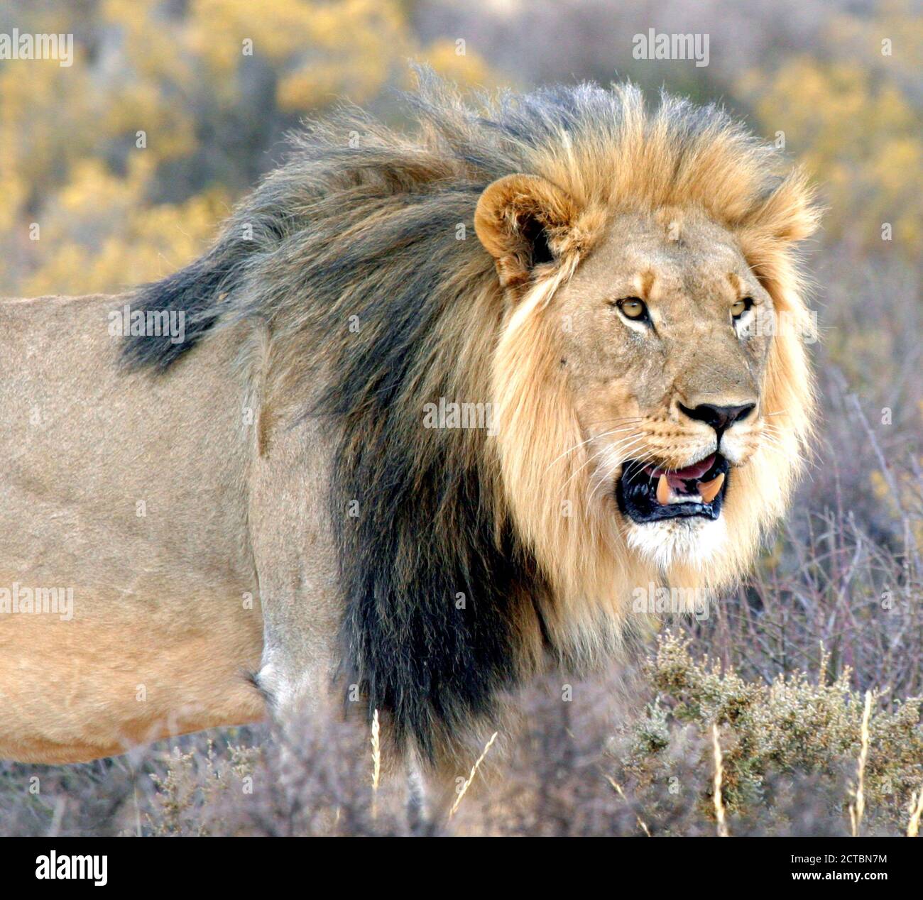 Primo piano del leone maschile (Panthera leo) , Sudafrica Foto Stock