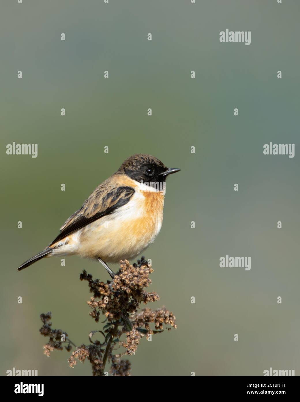 Un bel maschio Siberiano Stonechat (Saxicola maurus), al Jim Corbett National Park di Uttarakhand, India. Foto Stock