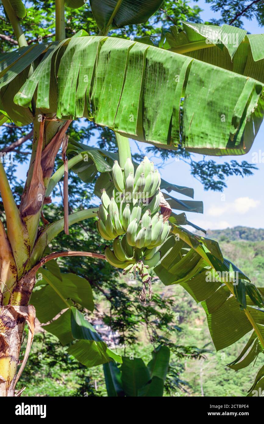 Mazzo di banane verdi che crescono sull'albero nella foresta pluviale Foto Stock