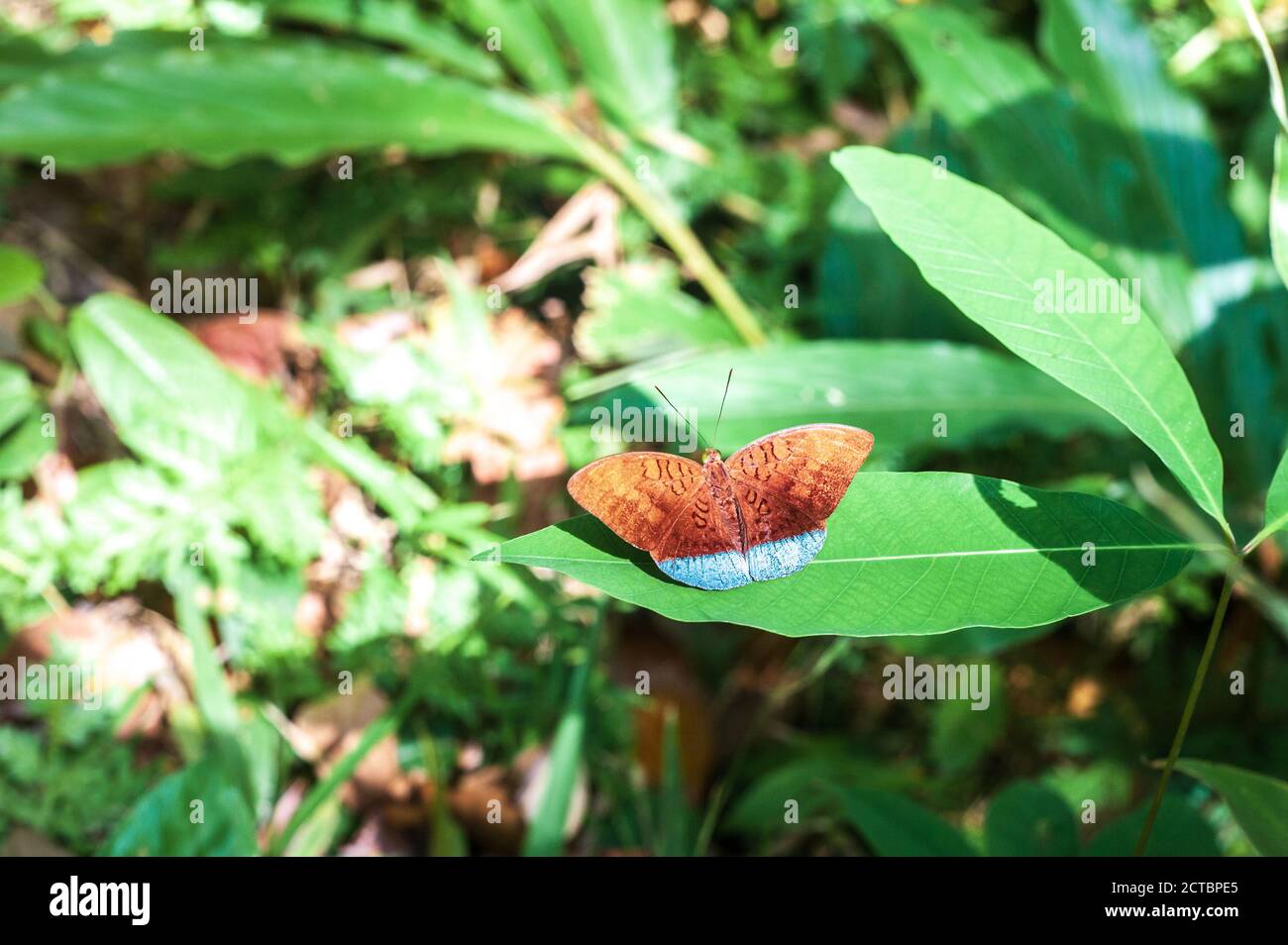 Comune earl tropicale farfalla. Colorato Tanaecia julii odilina insetto seduta su foglia verde nella giungla Foto Stock