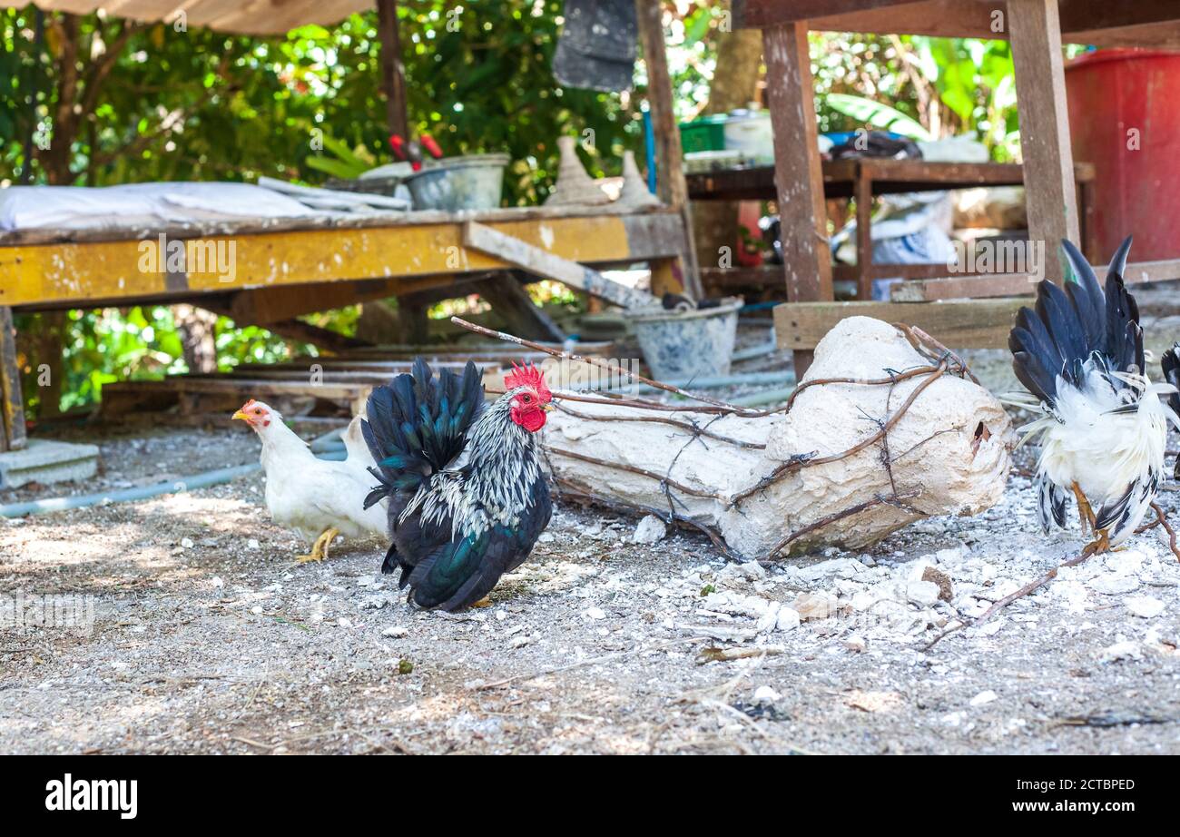Nani colorati gallo e galline bianche che camminano nel cortile della fattoria Foto Stock