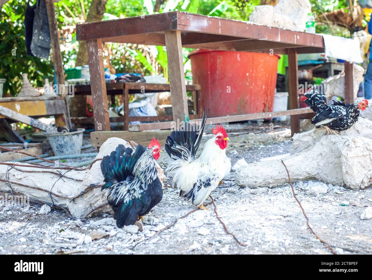 Nani colorati gallo e galline bianche che camminano nel cortile della fattoria Foto Stock