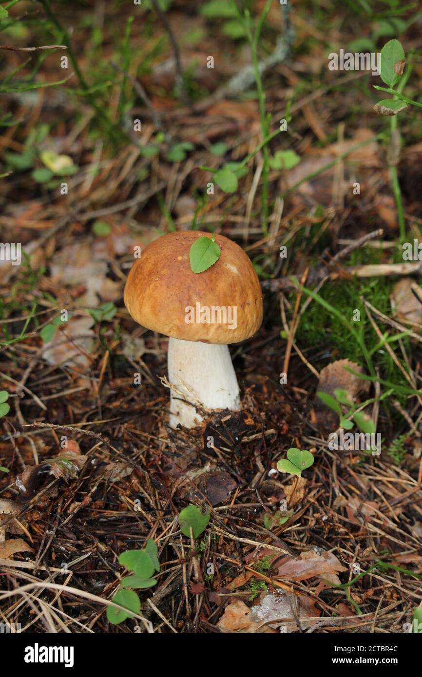 In settembre le piogge arrivarono, e poi tutti insieme crebbero funghi: Boleto e boleto, e boleto, e bianco. Foto Stock