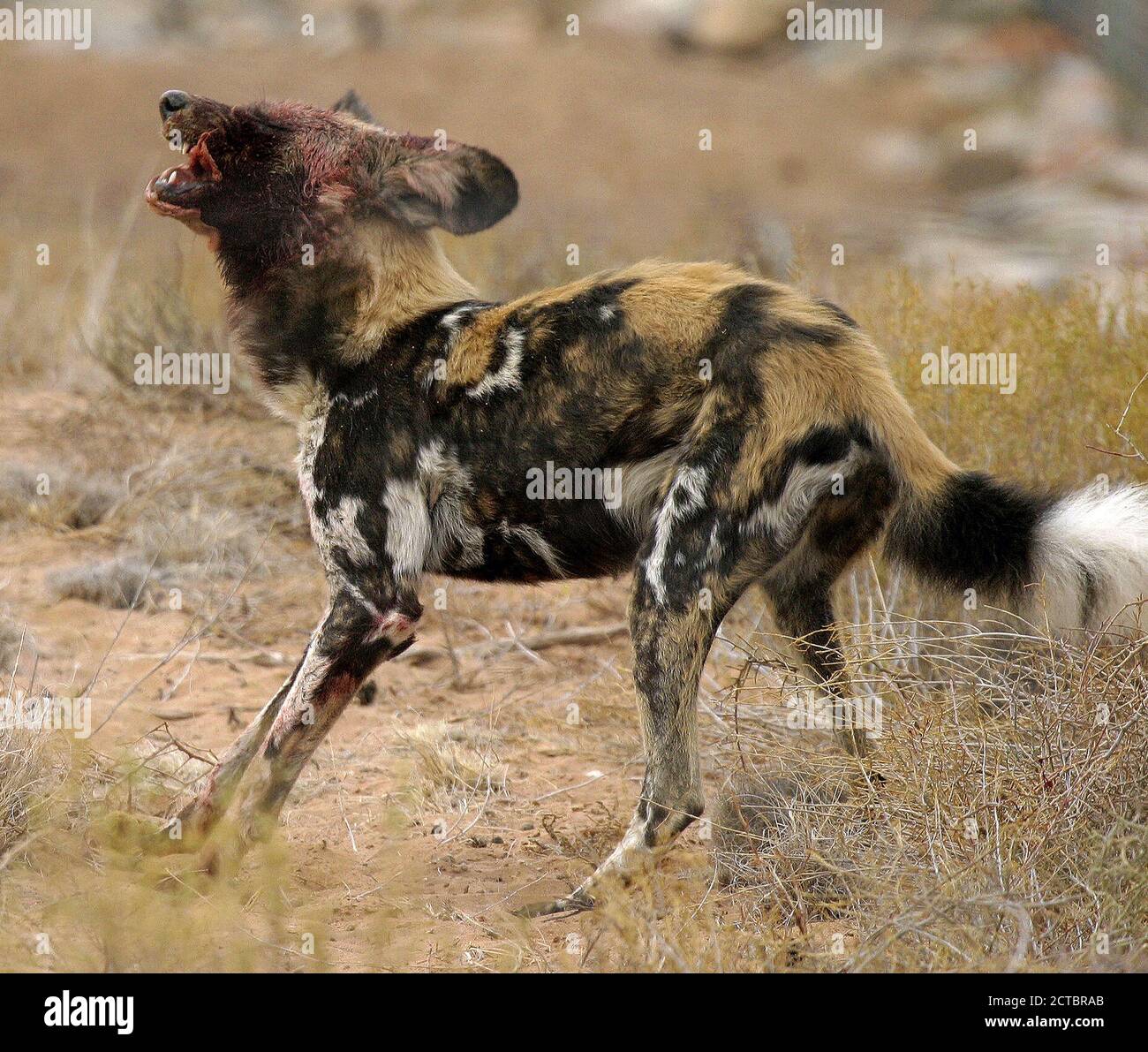 Cane selvatico africano (Lycaon pictus) mangiare dopo l'uccisione Foto Stock