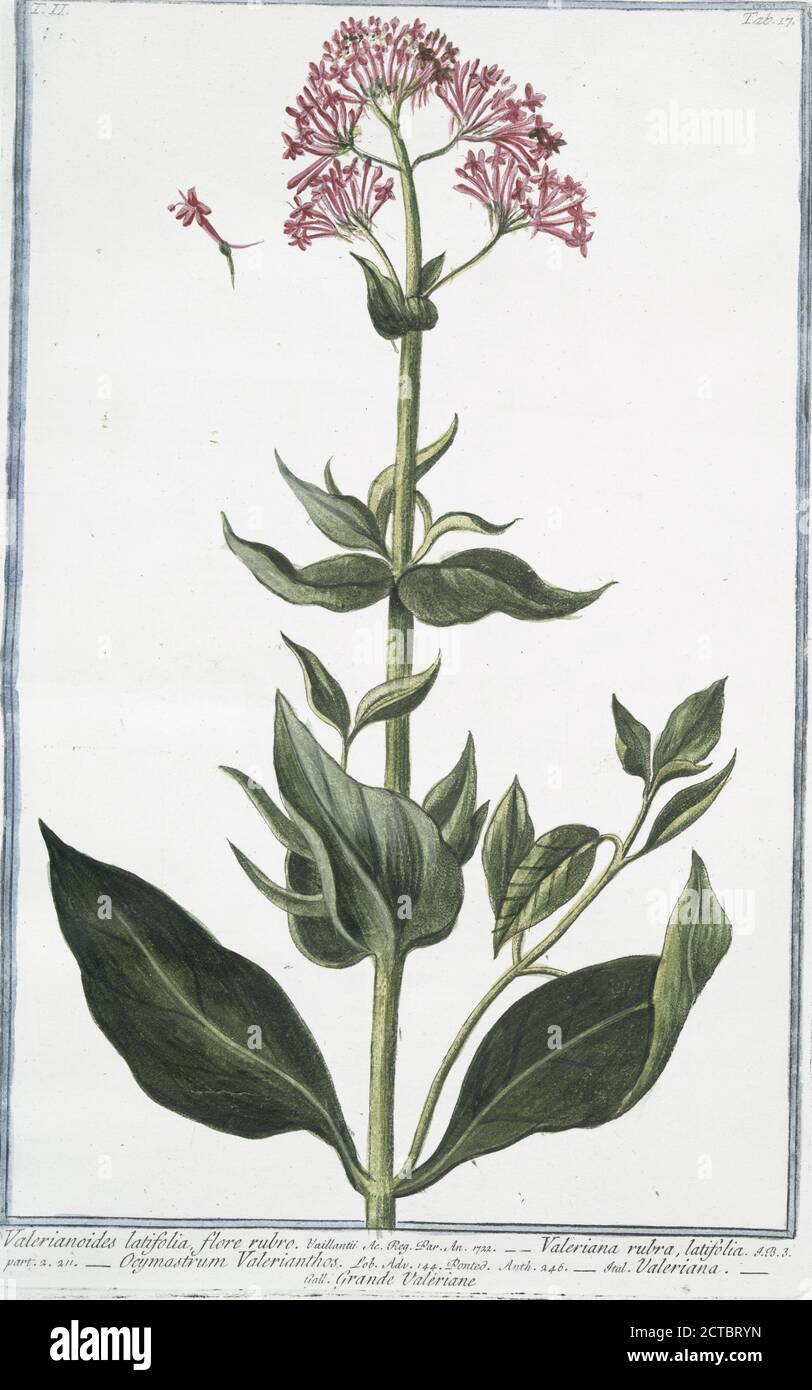 Valerianoides latifolia, flore rubro = Valeriana rubra, latifolia = Ocymastrum Valerianthos = Valeriana = Grande Valeriane., STILL Image, 1772 - 1793, Bonelli, Giorgio (b. 1724), Martelli, Niccoló (1735-1829 Foto Stock