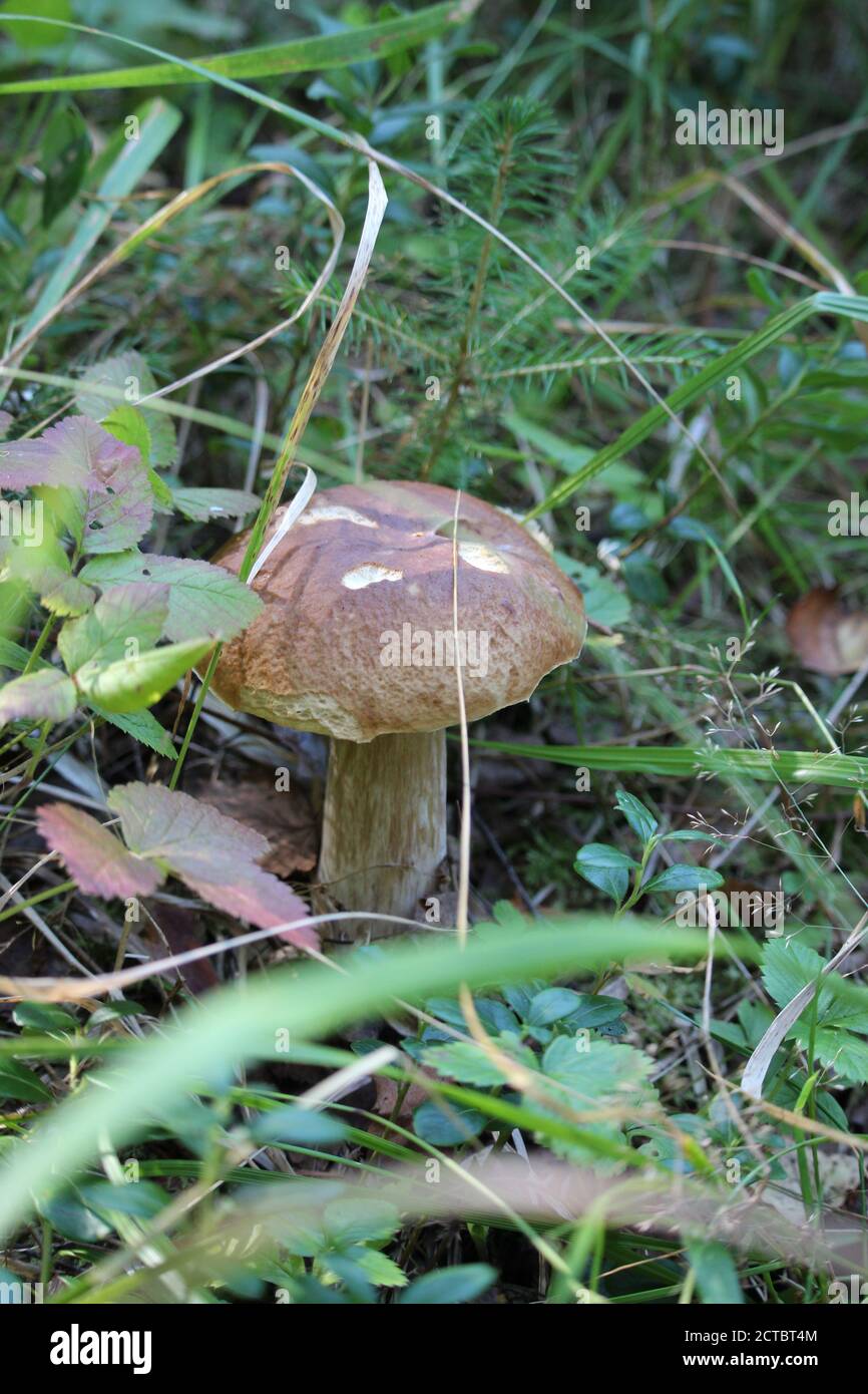 In settembre le piogge arrivarono, e poi tutti insieme crebbero funghi: Boleto e boleto, e boleto, e bianco. Foto Stock