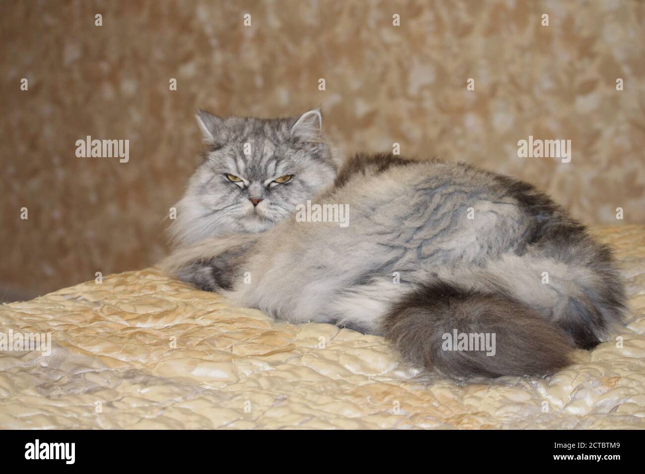 Gray , kawaii, simpatico, morbido scozzese Highland Straight Longhair Cat con grandi occhi arancioni e lunghi baffi a letto a casa. Foto Stock