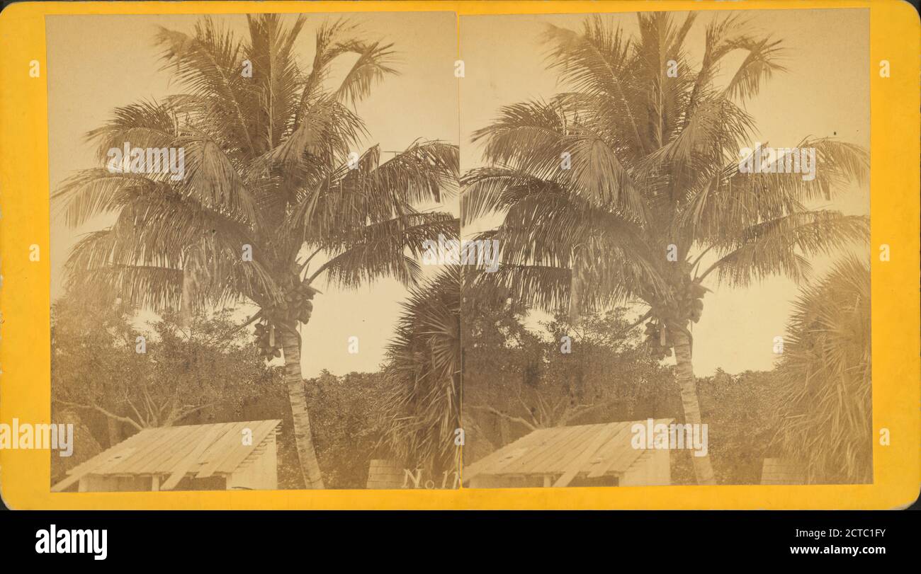 Noci di cocco a Giove., immagine fissa, Stereographs, 1850 - 1930 Foto Stock