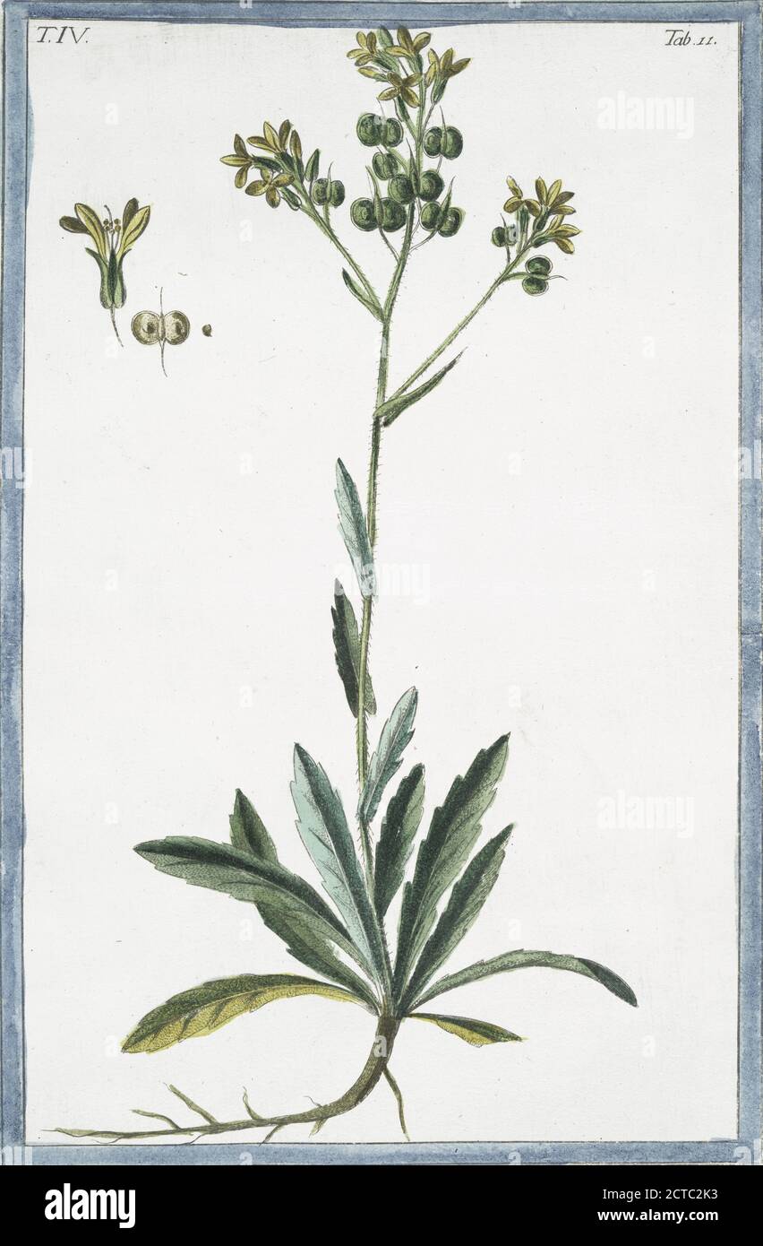 Thlaspidium hirsutum calice floris auriculato =Biscutella maggiore. Pennycress peloso, immagine fissa, 1772 - 1793, Bonelli, Giorgio (b. 1724), Martelli, Niccoló (1735-1829 Foto Stock