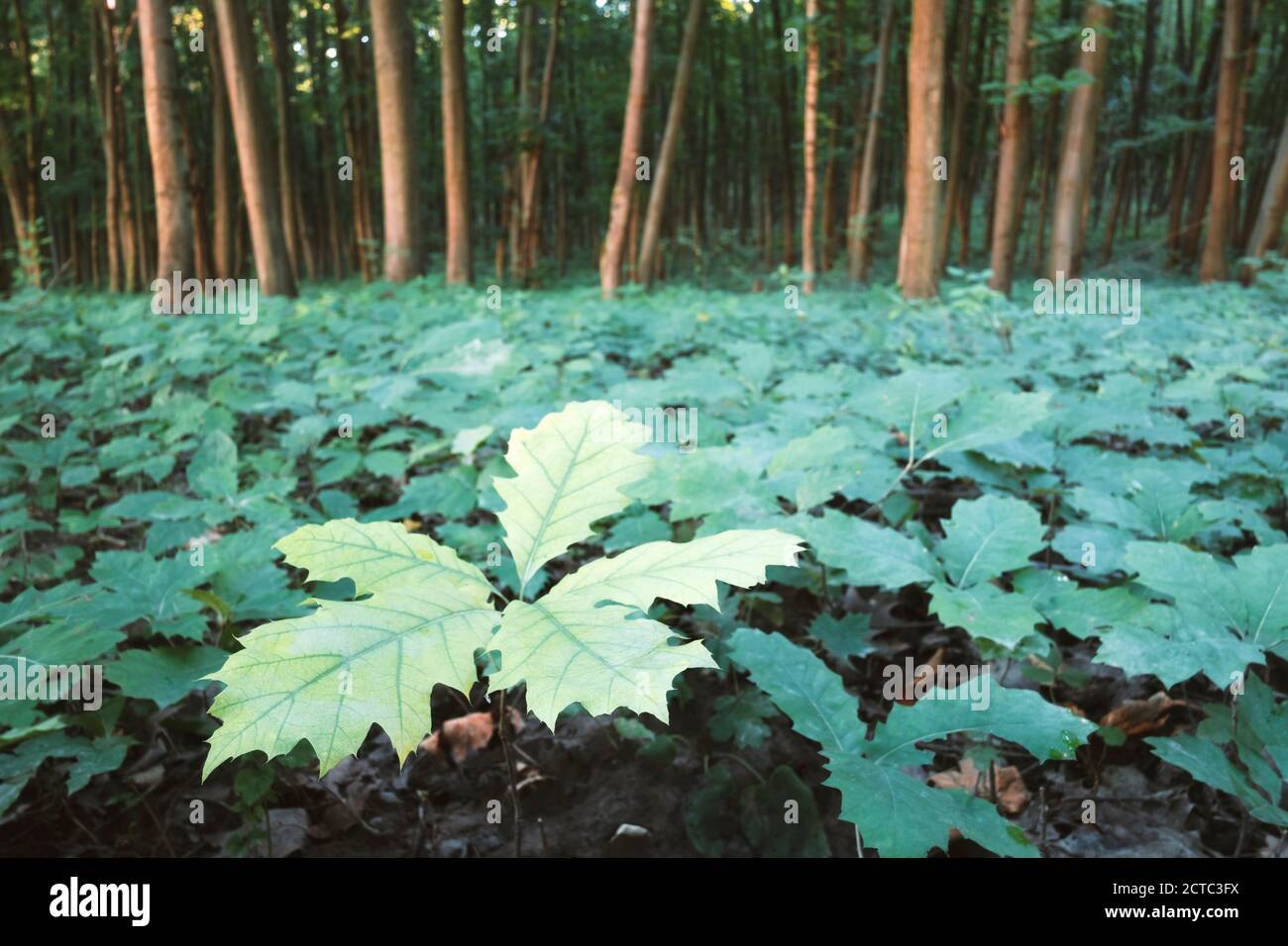 Giovani piantine di quercia in foresta di querce. Natura boschi e alberi sfondo Foto Stock