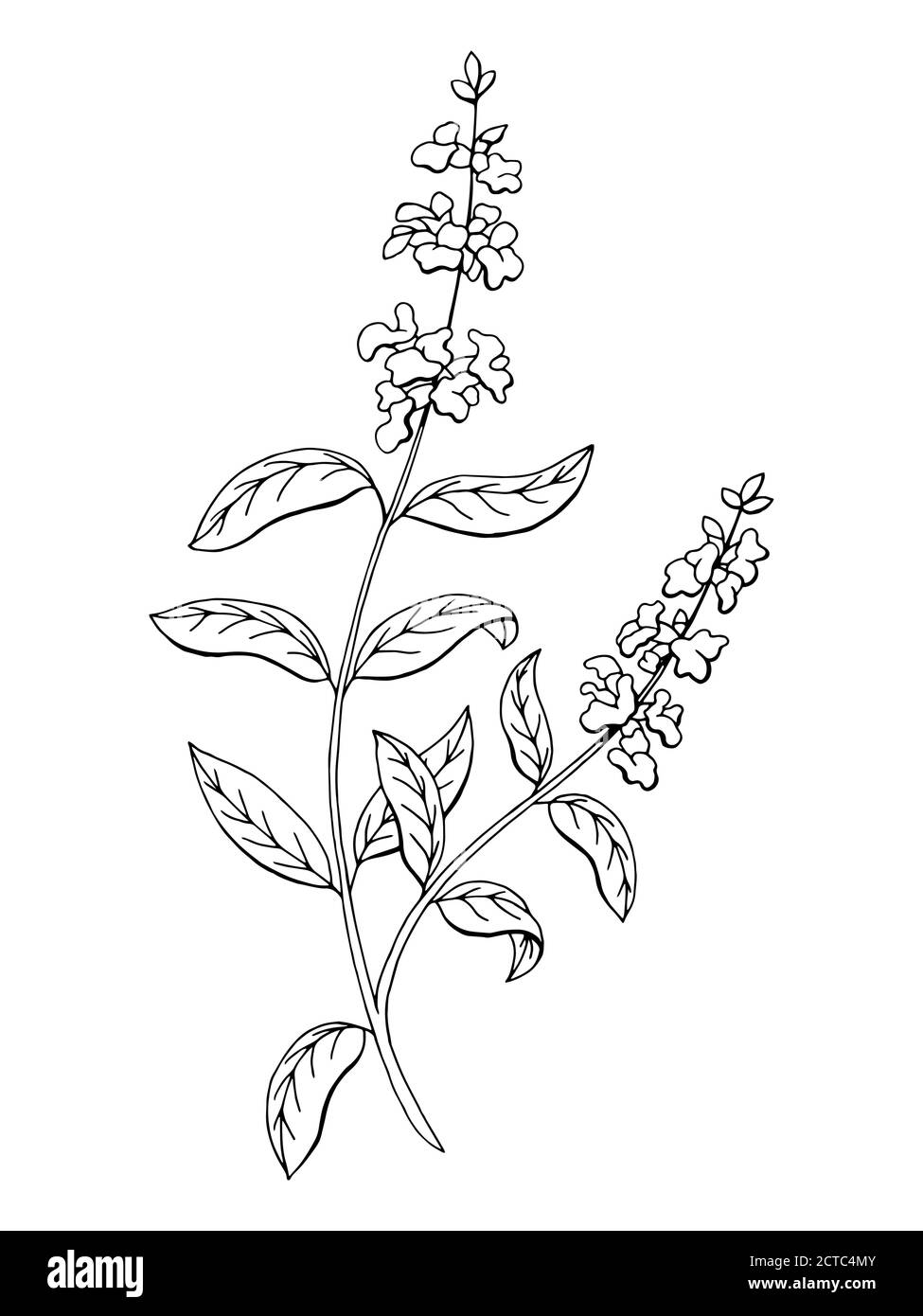 Salvia salvia salvia erba fiore grafica arte bianco nero isolato schizzo vettore di illustrazione Illustrazione Vettoriale