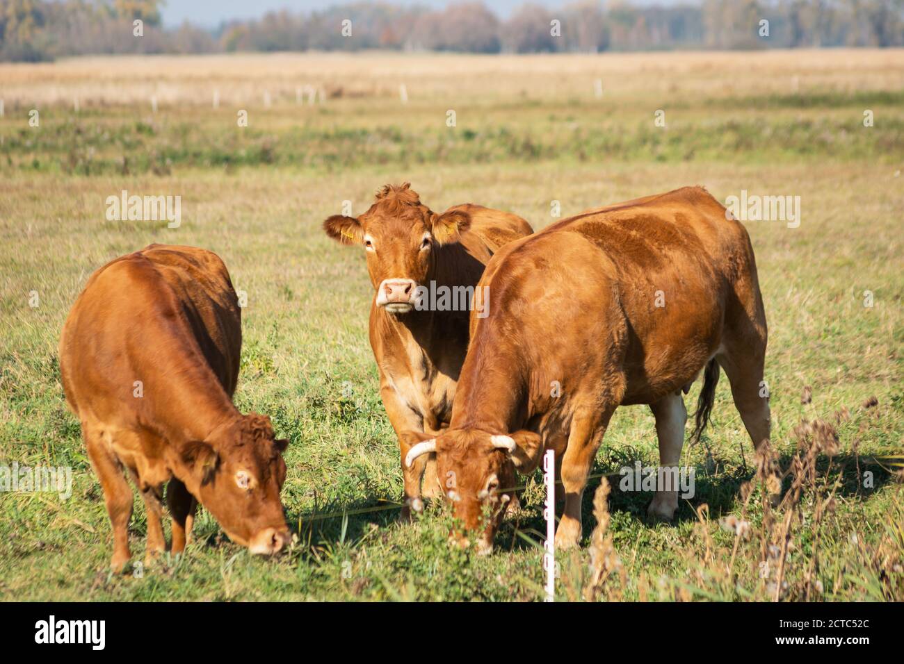 Mucche da limousine marroni su pascoli, vista soleggiata giorno Foto Stock