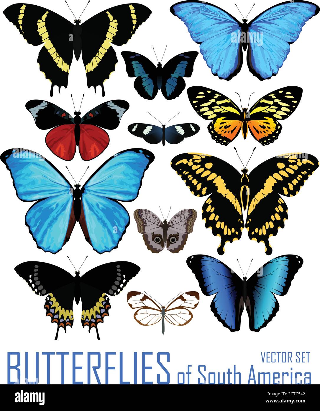 Insieme vettoriale di farfalle del Sud America isolato su bianco Illustrazione Vettoriale
