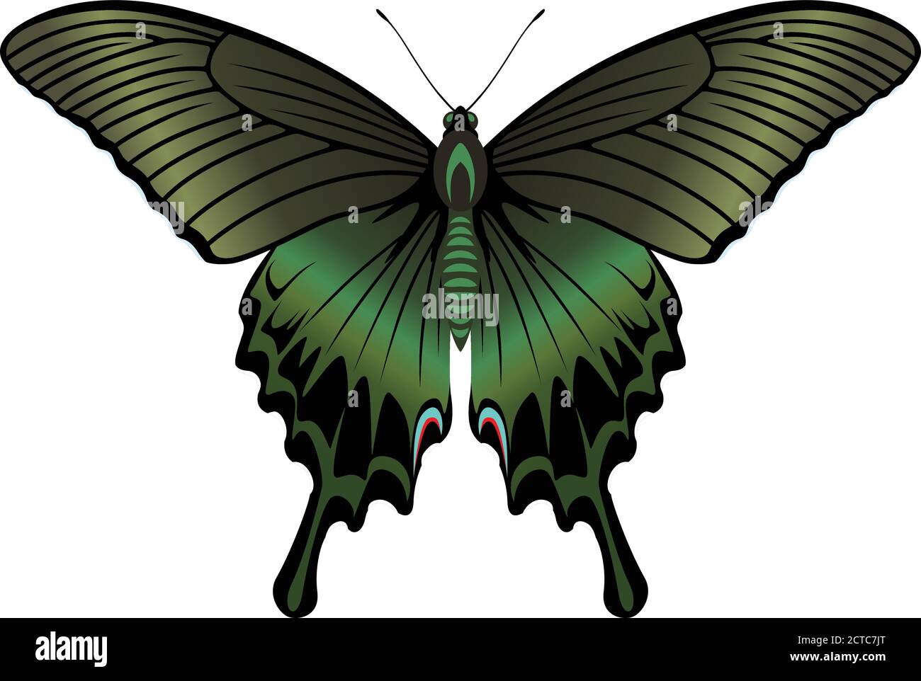 Farfalla Vector Alpine Black Swallowtail (Papilio maackii, maschio) Illustrazione Vettoriale