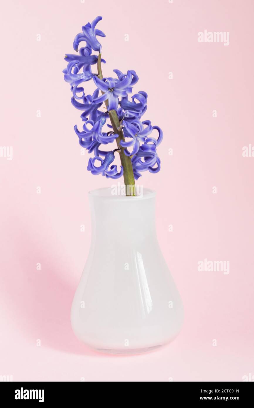 Splendido giacinto fiorito in vaso di vetro bianco su sfondo blu. Bouquet primaverile per decorazioni interne; sfondo creativo con spazio per la copia; beaut Foto Stock