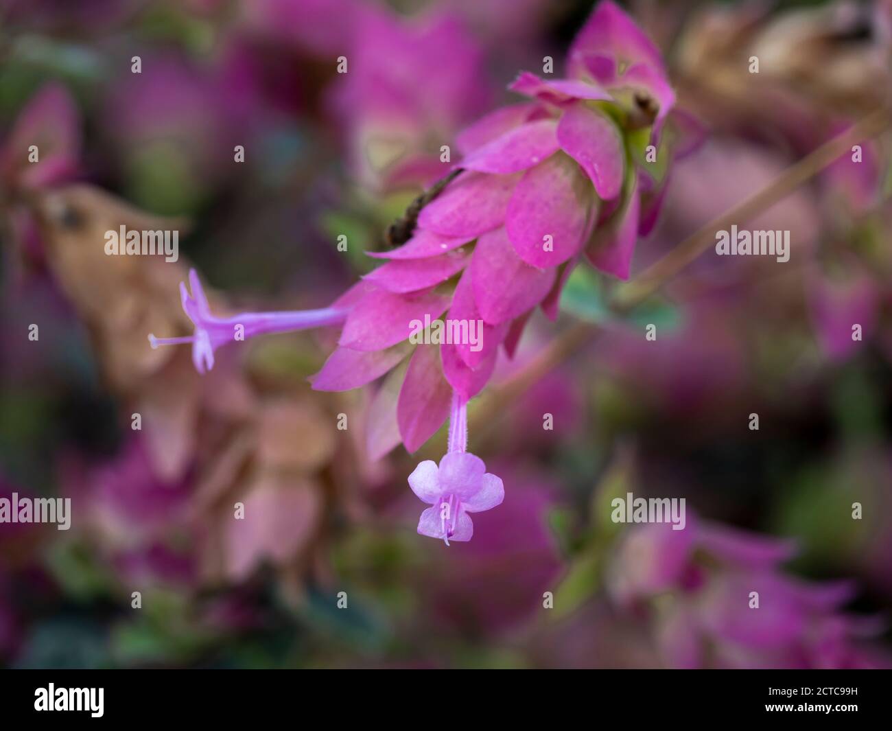 Closeup di minuscoli fiori rosa su una pianta ornamentale origanum, Origanum Buckland Foto Stock