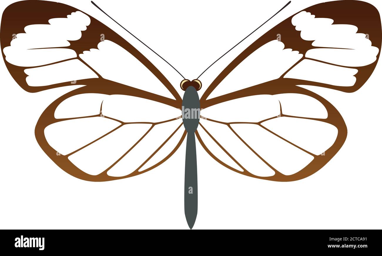 Vettore Glasswing farfalla Greta oto Illustrazione Vettoriale