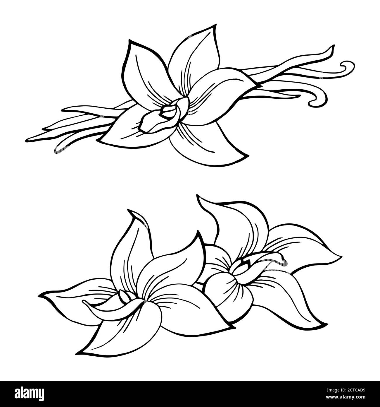 Baccello di vaniglia grafica fiore nero bianco isolato disegno vettore Illustrazione Vettoriale