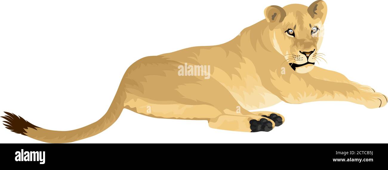 Vettore Leone femminile Lionessa - Panthera leo Illustrazione Vettoriale