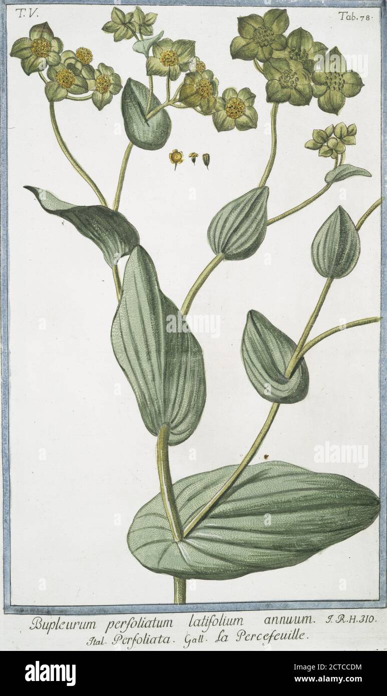 Bupleforum perfoliatum latifolium annuum = Perfoliata = Percefeuille. Thorowax, Saiko, orecchio di Lepre, immagine fissa, 1772 - 1793, Bonelli, Giorgio (b. 1724), Martelli, Niccoló (1735-1829 Foto Stock