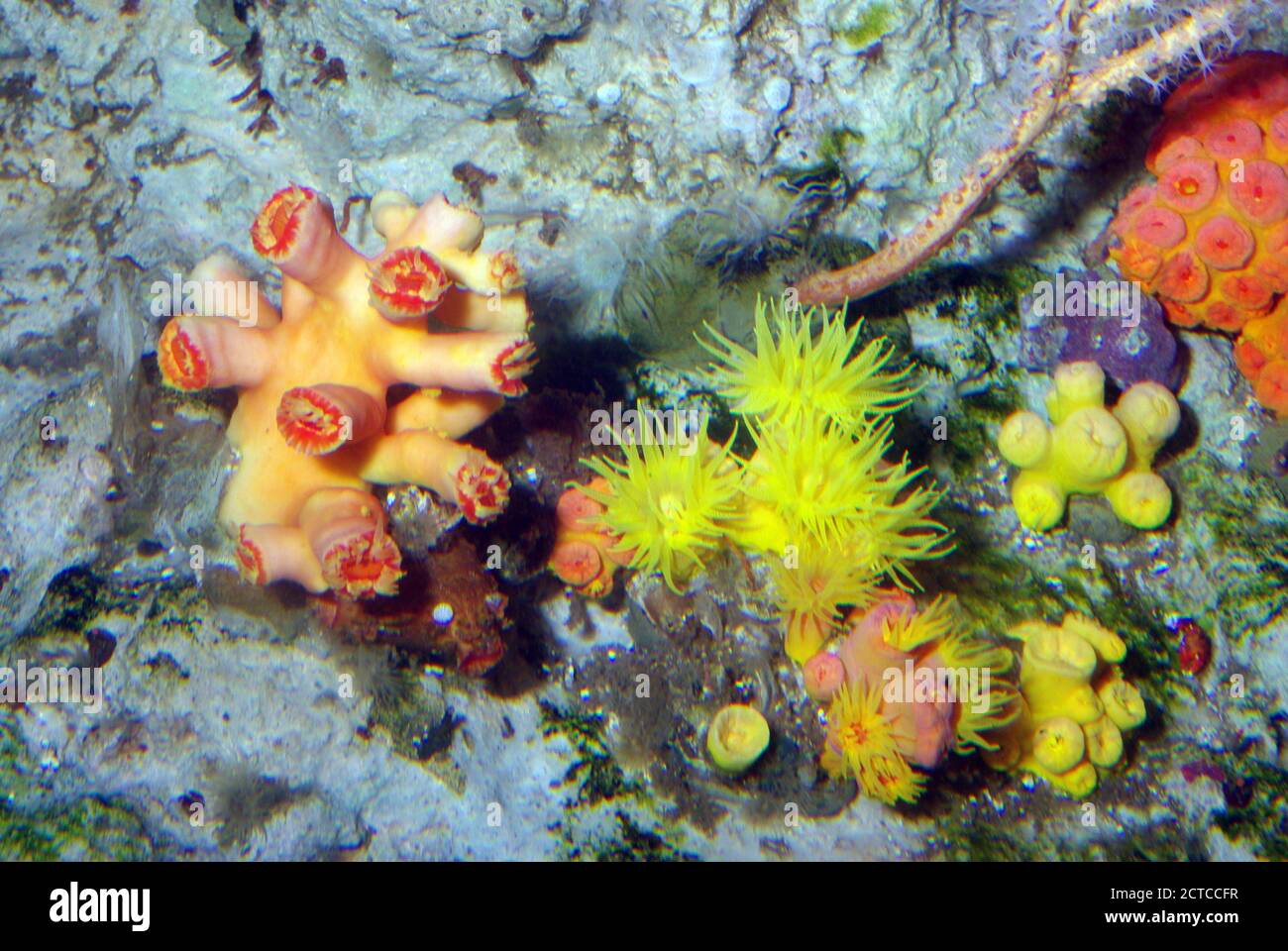 Coralli a tazza di pietra, Dendrophyllia sp. Foto Stock