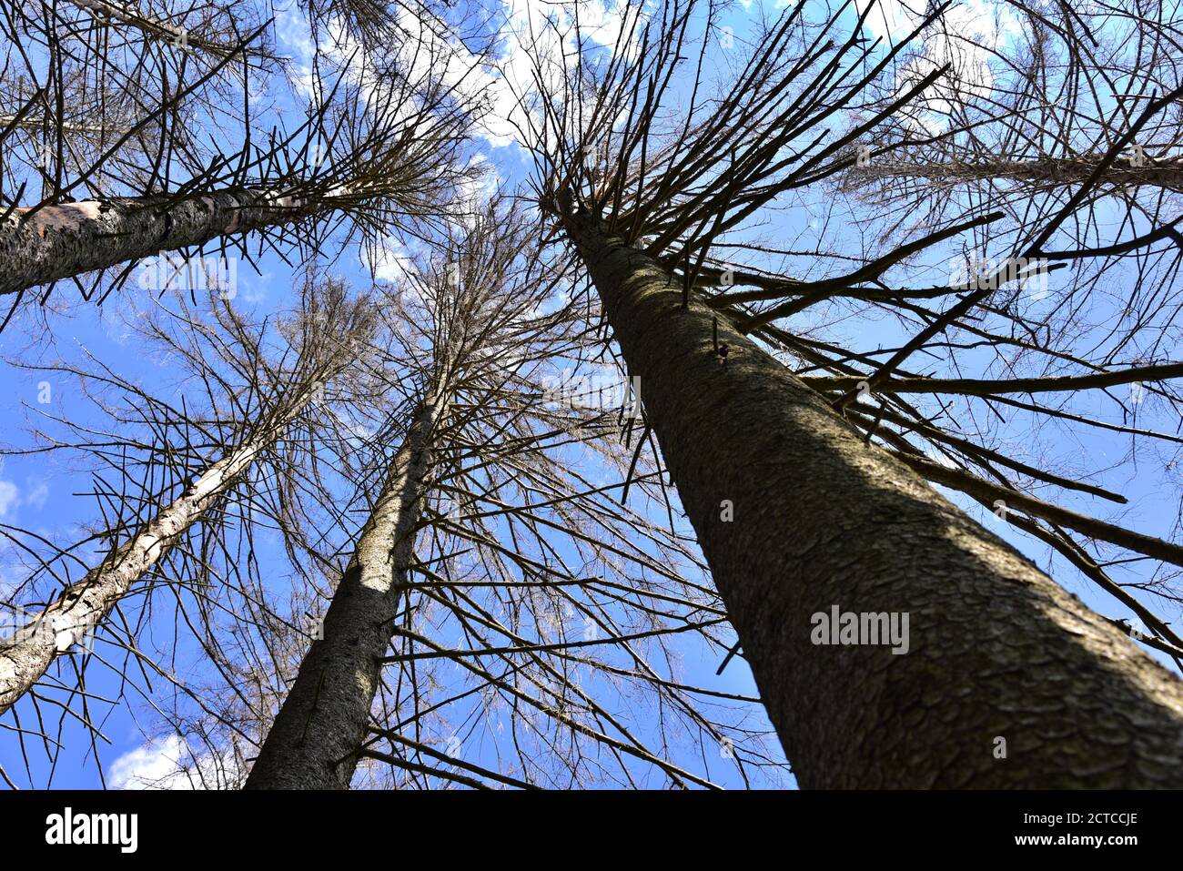 Alberi di abete rosso morti in una foresta di montagna vicino a Missen, Westallgäu, Swabia, Baviera, Germania, Europa Foto Stock