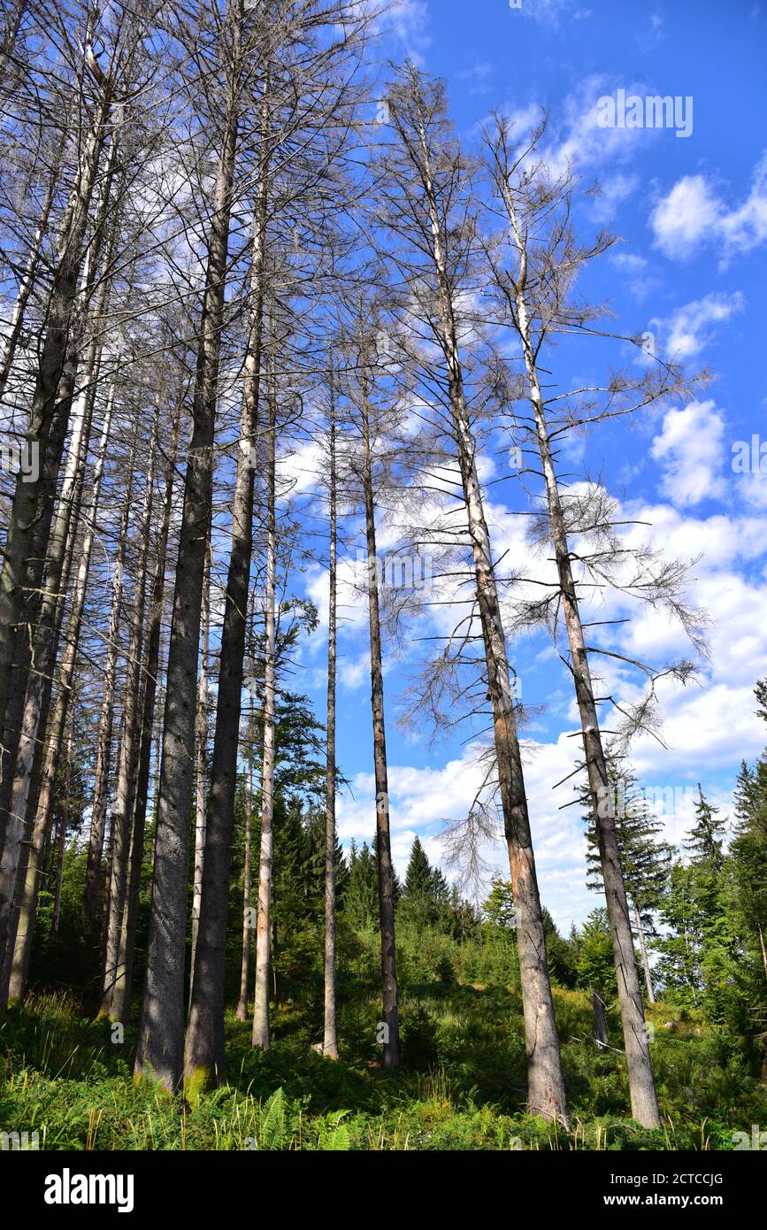 Alberi di abete rosso morti in una foresta di montagna vicino a Missen, Westallgäu, Swabia, Baviera, Germania, Europa Foto Stock