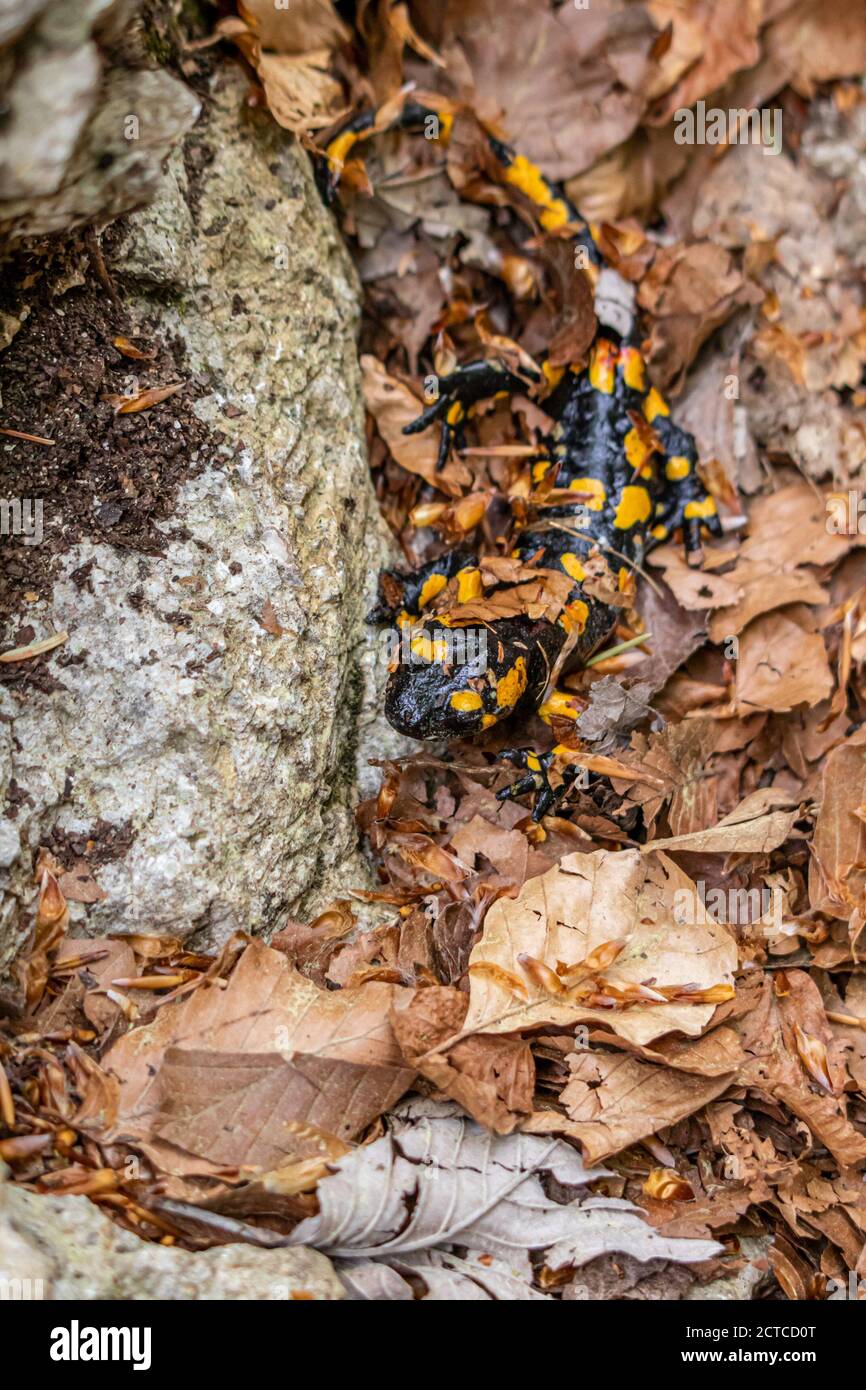fuoco salamander in foresta, primo piano Foto Stock