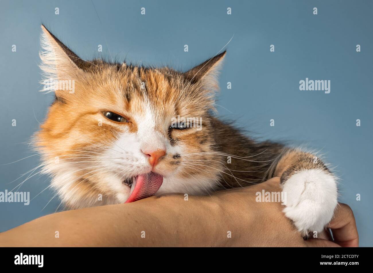 Cat leccando il braccio umano. Vista frontale del gatto multicolore che mostra affetto e legame sociale con il proprietario dell'animale domestico. Foto Stock