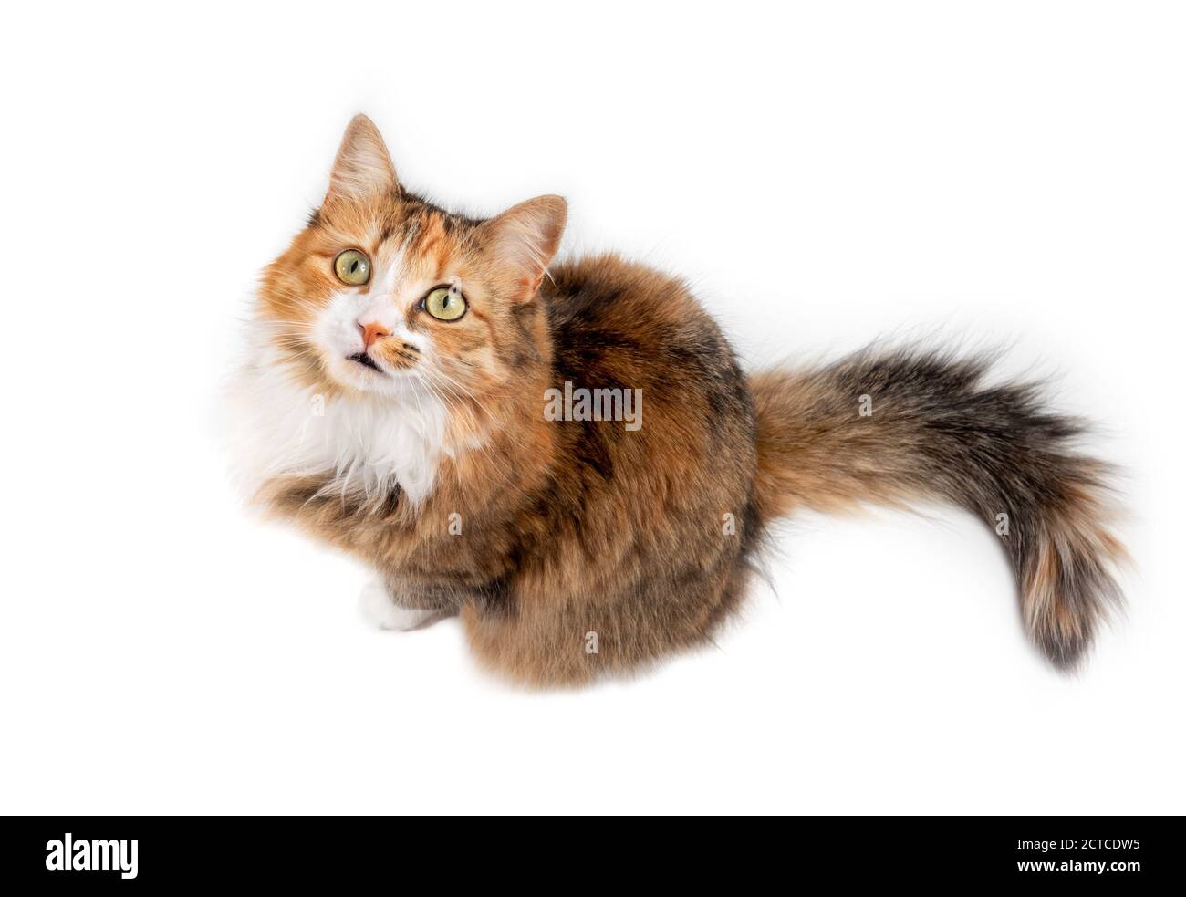 Vista dall'alto del gatto dei capelli lunghi che guarda in alto mentre si siede. Attenzione stare / abbagliare qualcosa. gatto femminile multicolore di 1 anno con pelliccia super soffice. CAL Foto Stock
