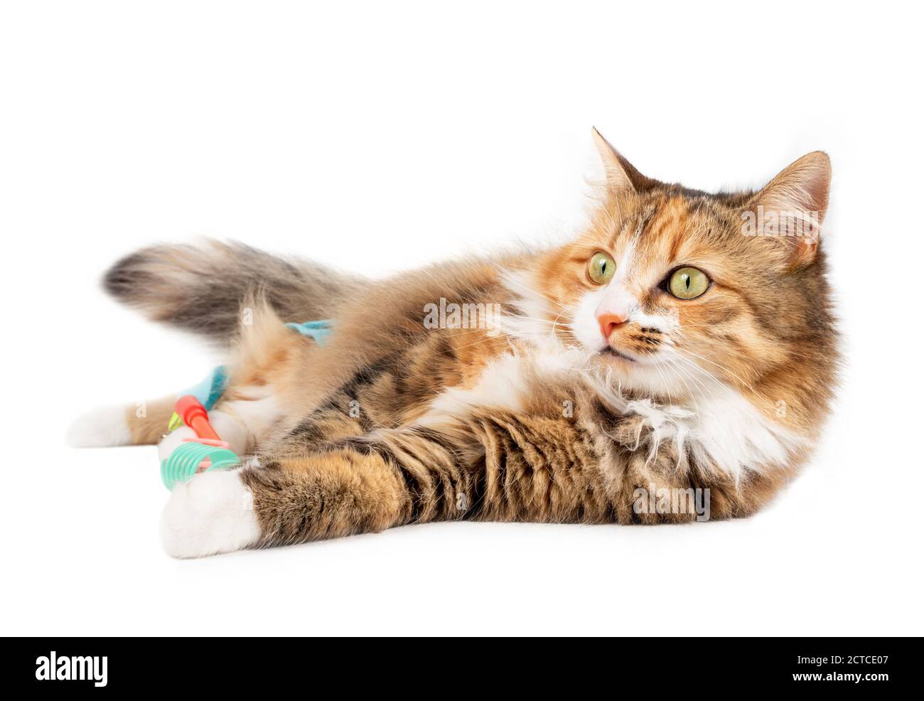Gatto multicolore con capelli lunghi che giace lateralmente con giocattoli tra le zampe. Corpo pieno di kitty rilassato. Segni evidenti sul viso arancione/bianco. 1 anno. Foto Stock